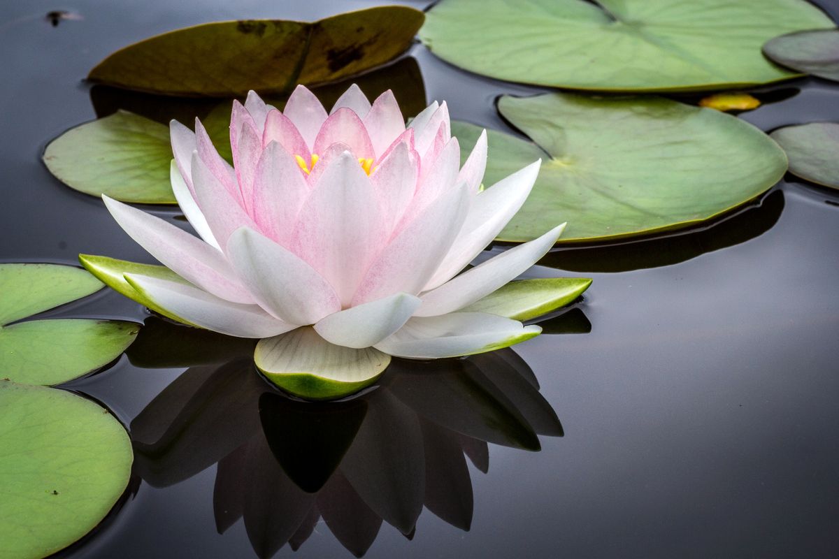 Reiki Flor de Loto Málaga