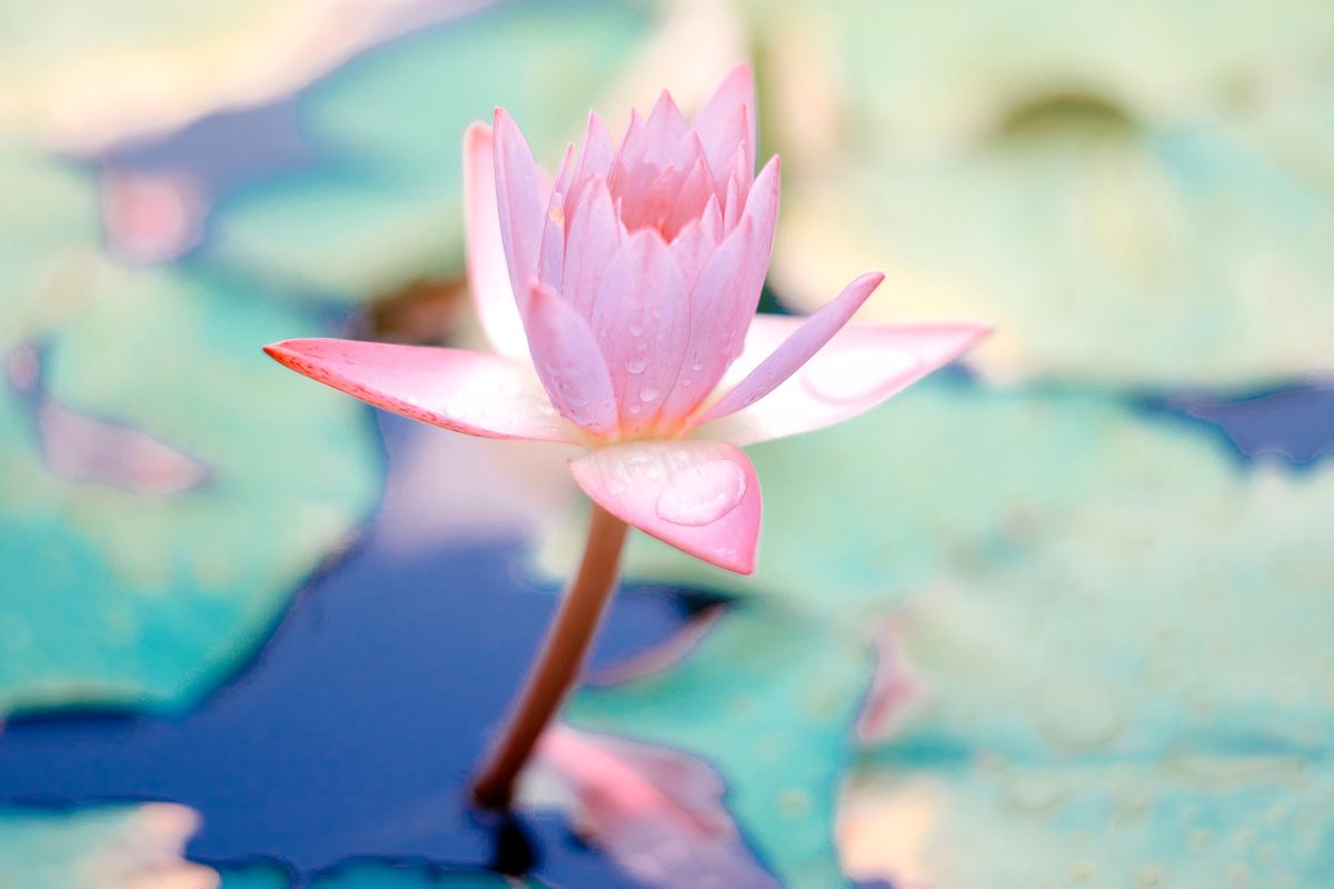 Reiki Flor de Loto Málaga