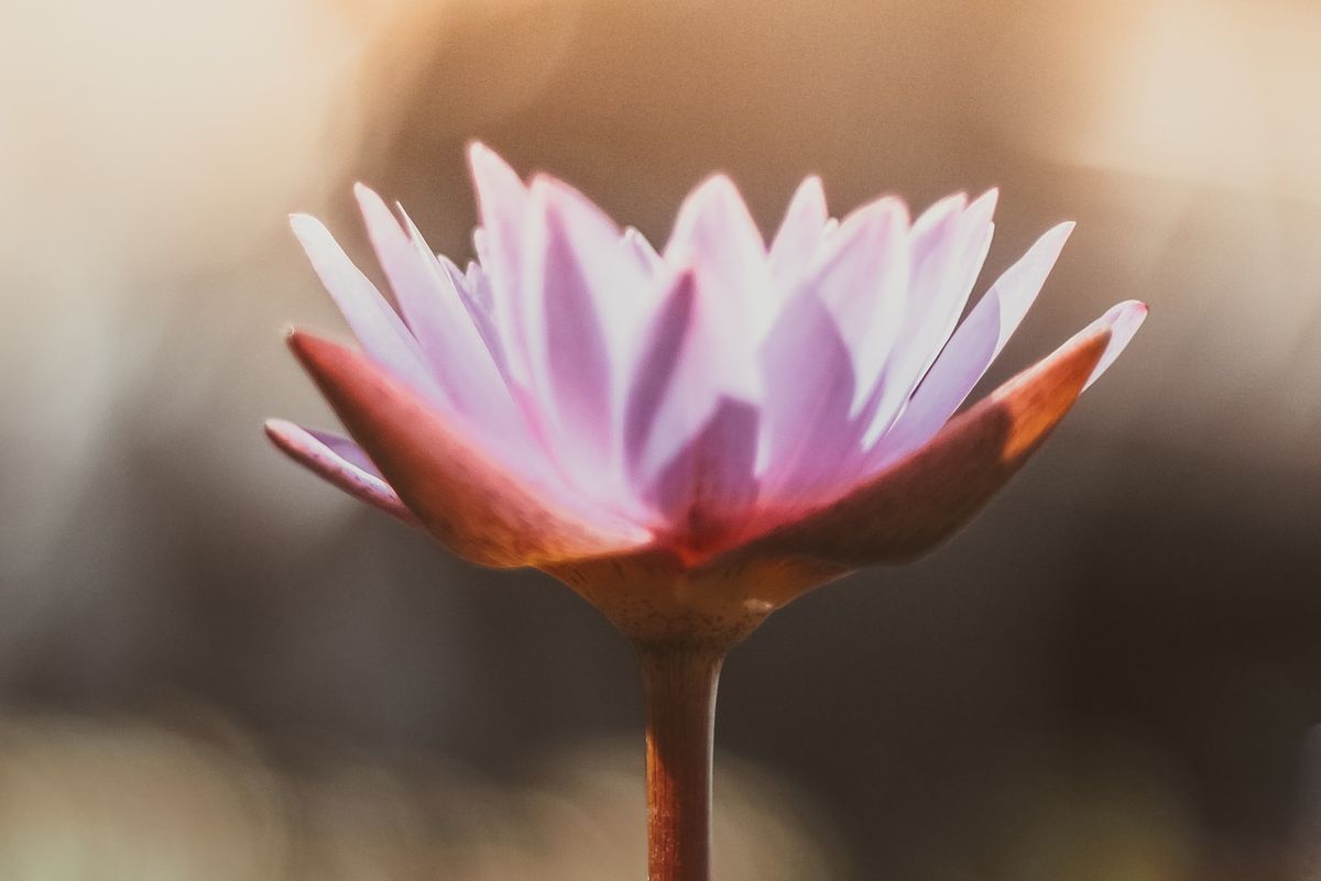 Reiki Flor de Loto Málaga