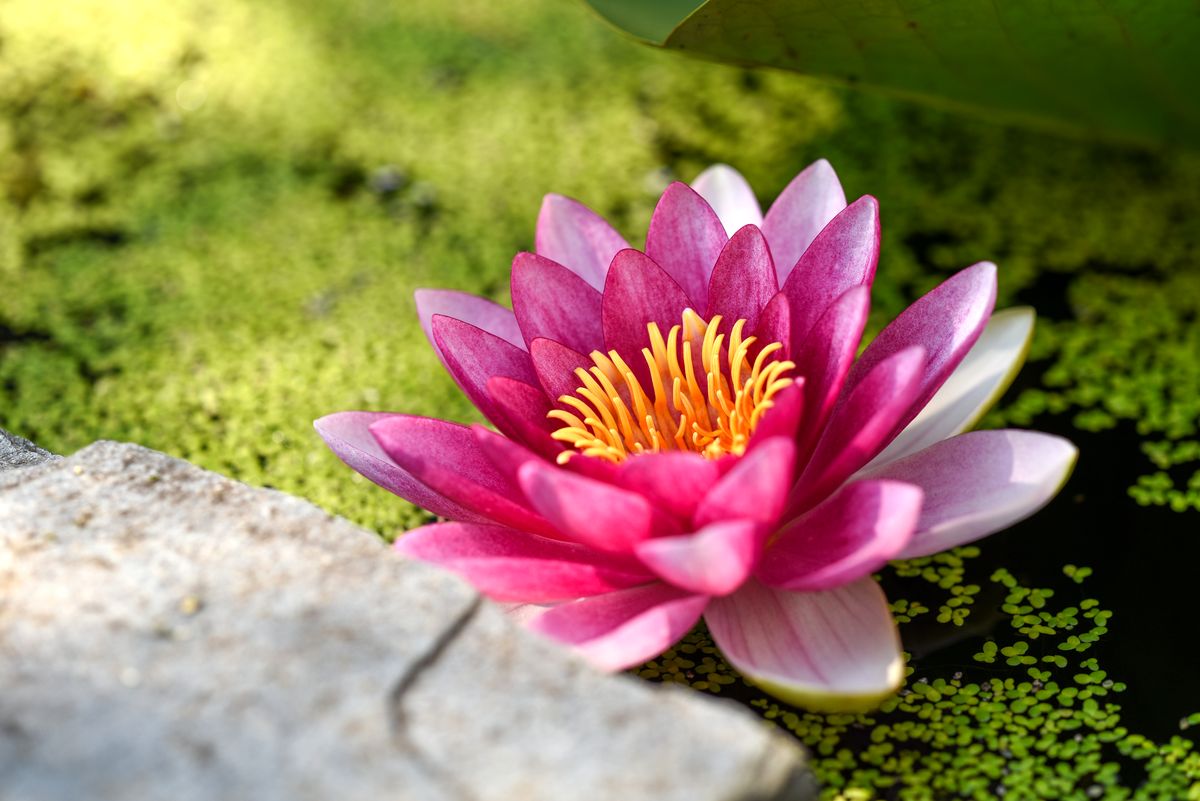 Reiki Flor de Loto Málaga